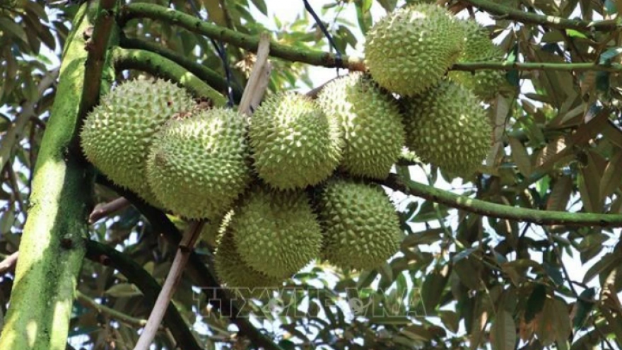 Thailand becomes Vietnam's second largest durian importer